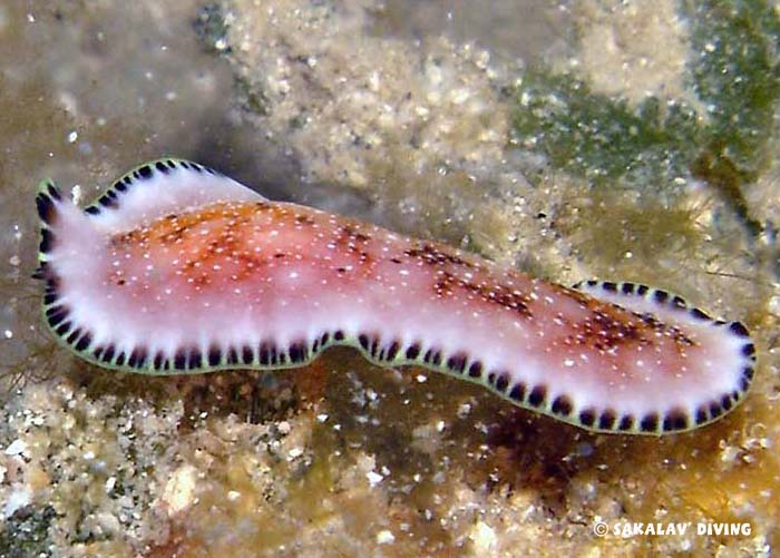 nudibranches de Nosy Be Madagascar